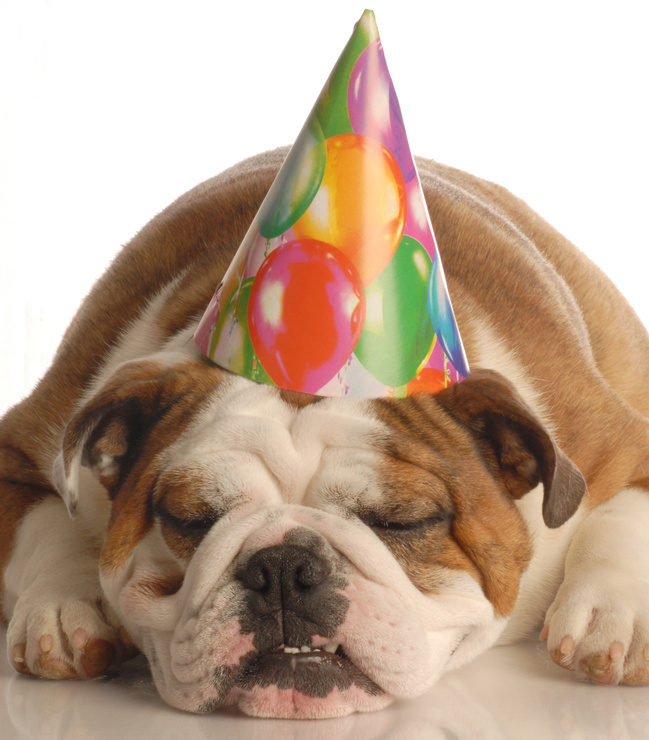 english bulldog wearing birthday party hat