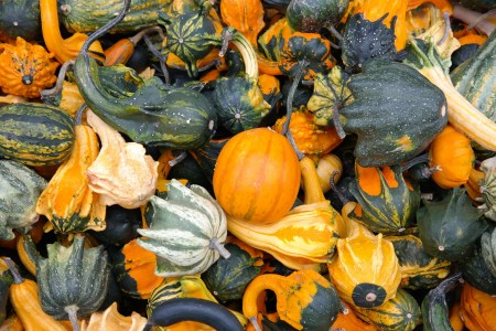 Thanksgiving Online Deals